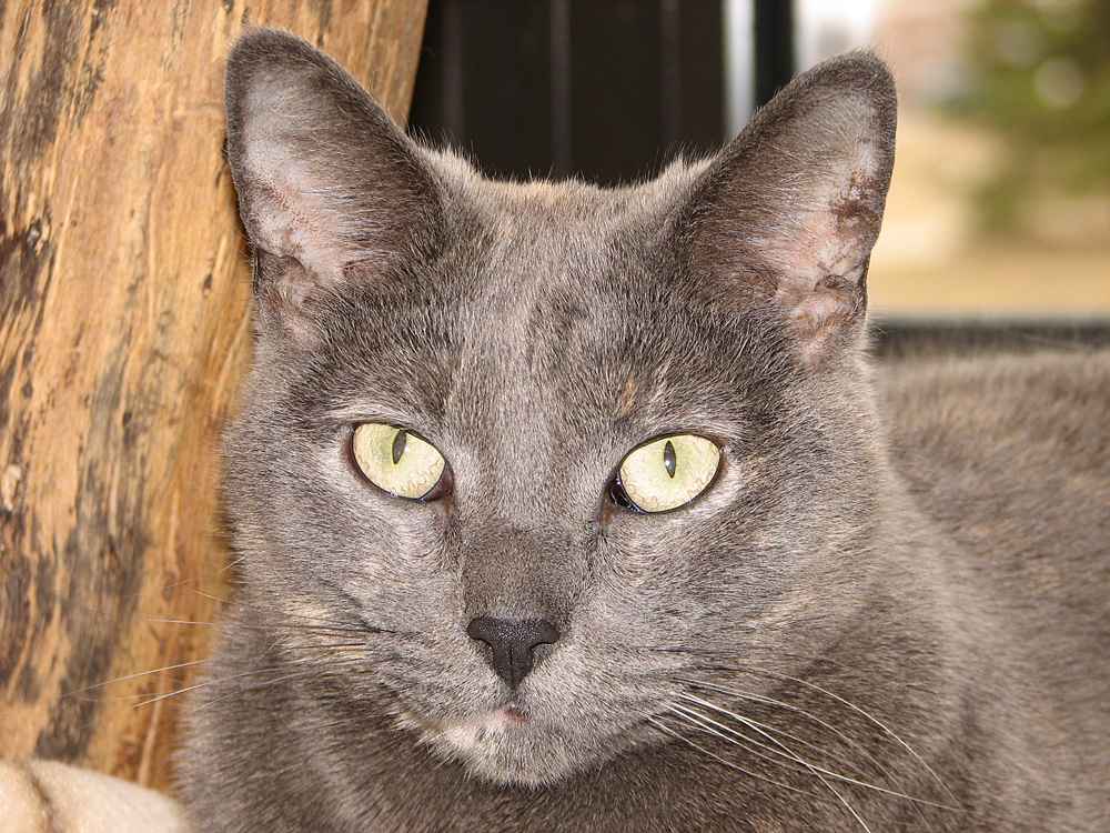 Pet of the Week "Lily B"