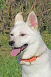 Pet of the Week Blanche