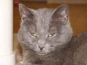 Pet of the Week Lizzy