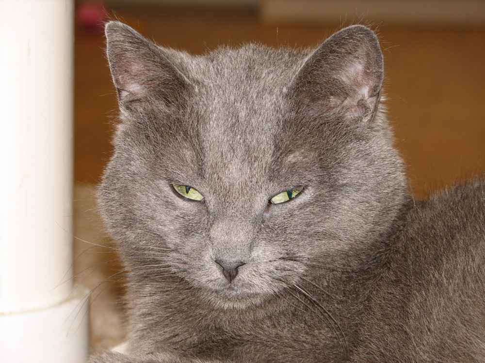 Pet of the Week Lizzy