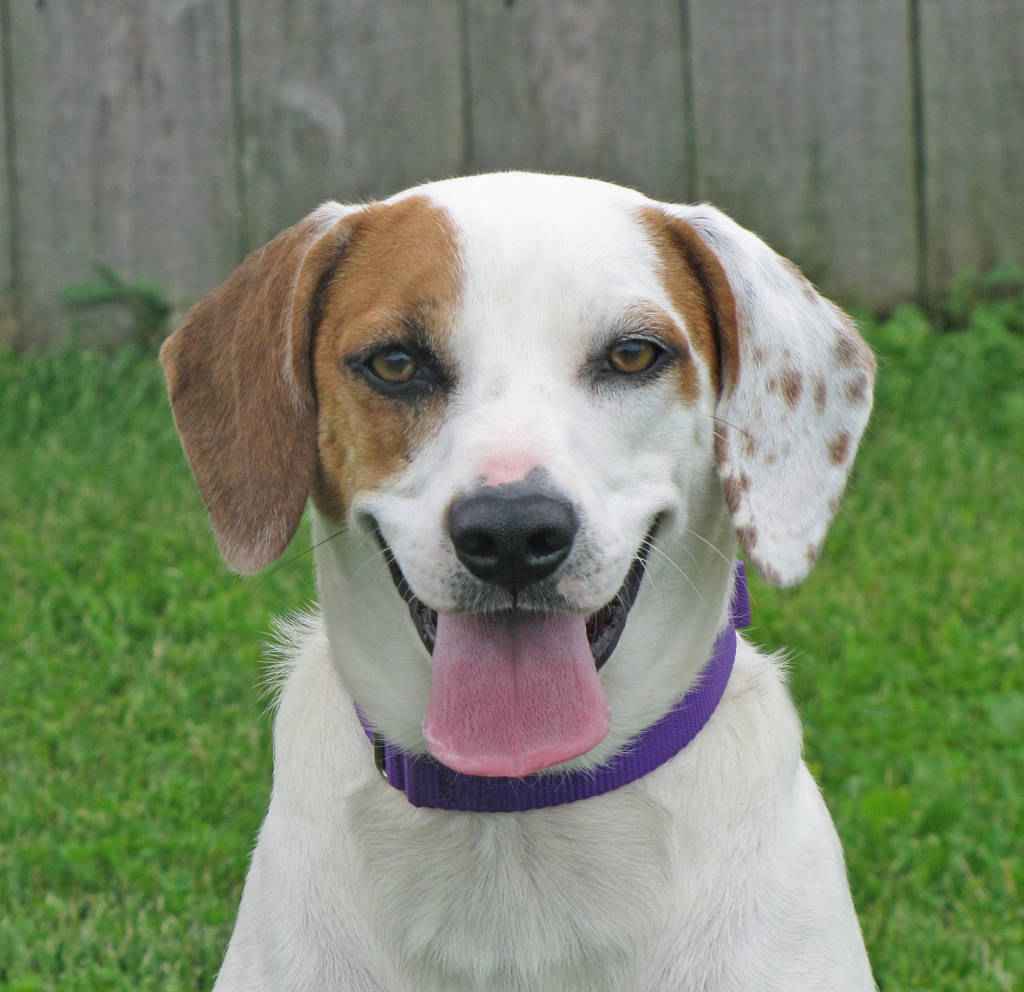 The Woodstock Independent's Pet of the Week Nora