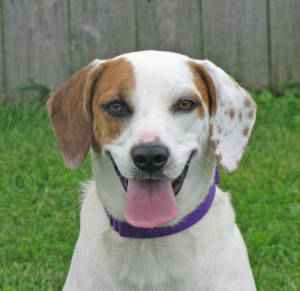 The Woodstock Independent's Pet of the Week Nora