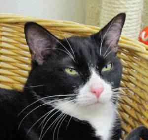 Romeo The Woodstock Independent's Pet Of The Week