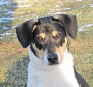 Cooper at Helping Paws