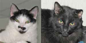 Pet of the Week “Kitty & Paxil”