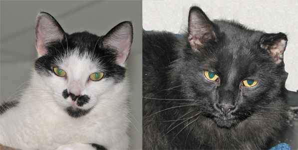 Pet of the Week “Kitty & Paxil”