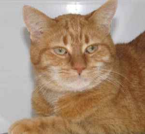 Pet of the Week Hannah from Helping Paws