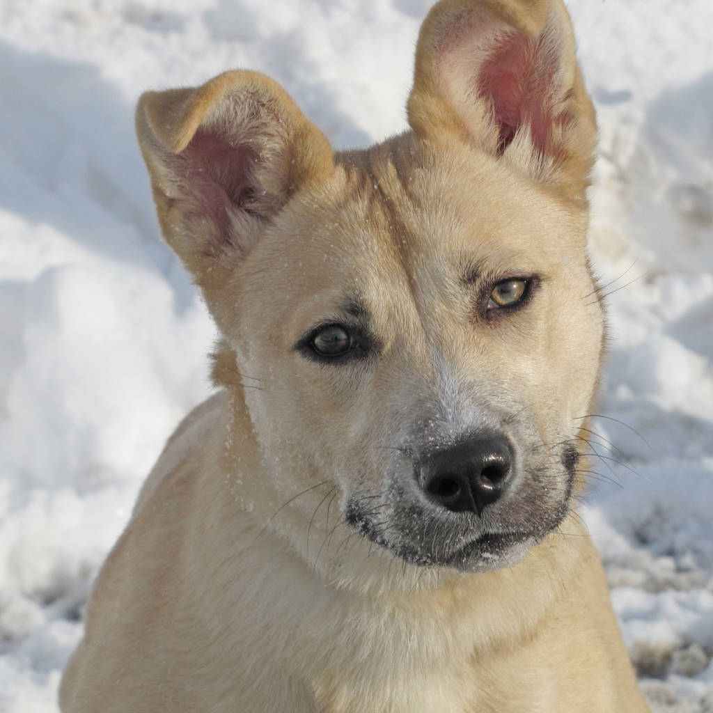 Pet of the week Joy