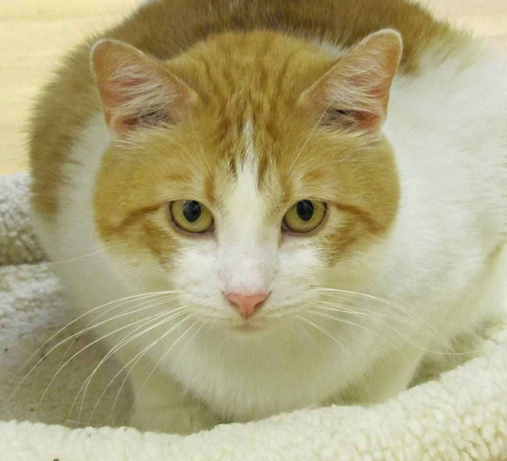 Pet of the Week Rusty