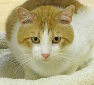 Pet of the Week Rusty