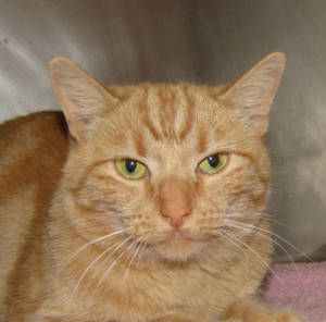 Addie Pet of the Week