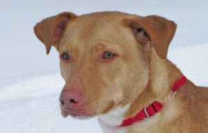 The Woodstock Independent's pet of the week, Ginger