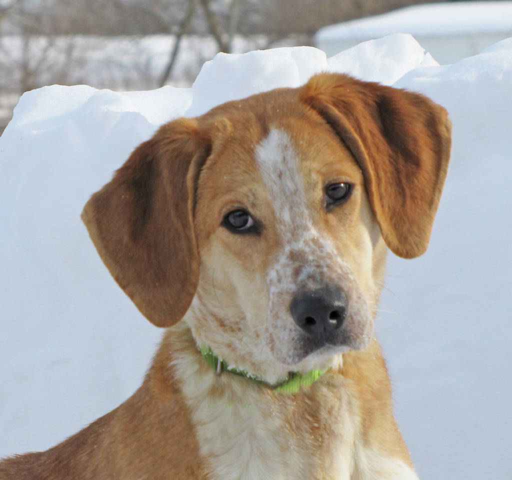 Lucy Helping Paws Pet of the Week