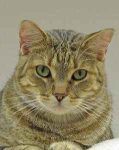 Helping Paws Pet of the Week Poptart