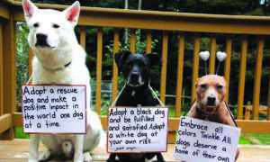 Peace and Paws Dog Rescue