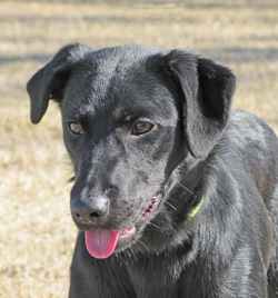 The Woodstock Independents Pet of the Week, Lynn