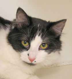 Pet of the week at The Woodstock Independent