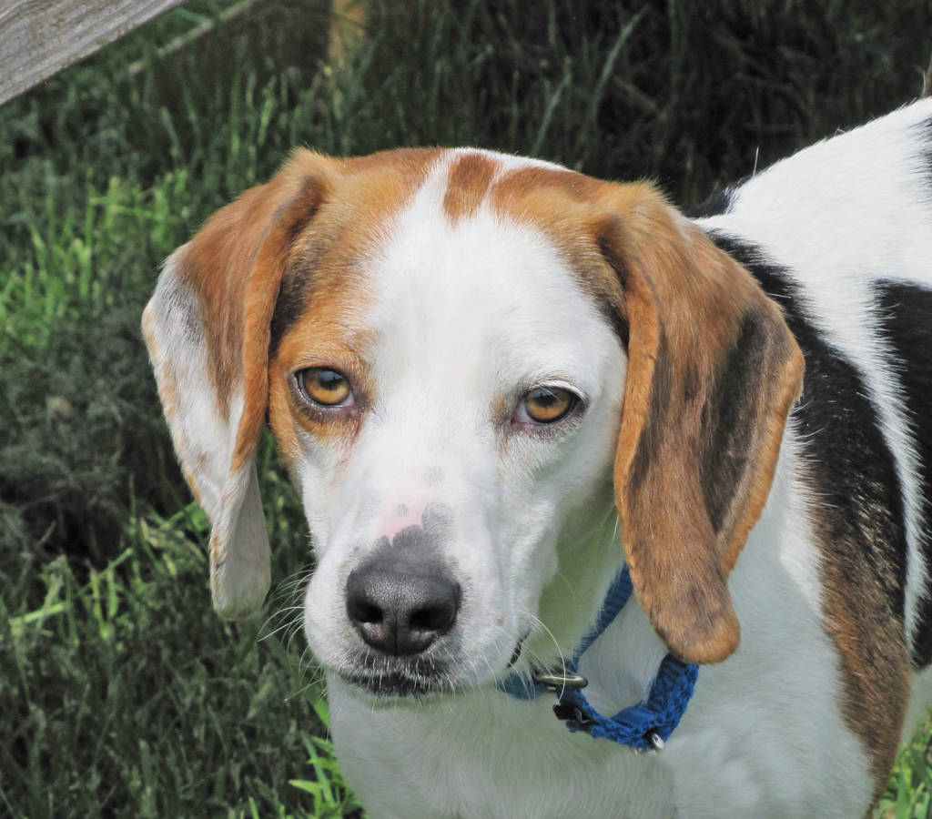 Schroeder head shot 5-18