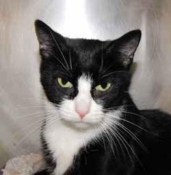 The Woodstock Independent Pet of the Week Sunday