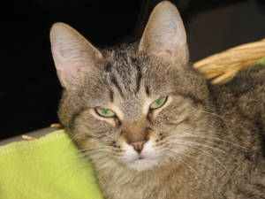 The Woodstock Independent Pet of the Week Christine