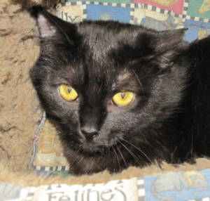 The Woodstock Independent Pet of the Week