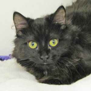 The Woodstock Independent Pet of the Week