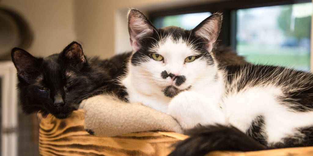 The Woodstock Independents Pet of the Week