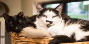 The Woodstock Independents Pet of the Week