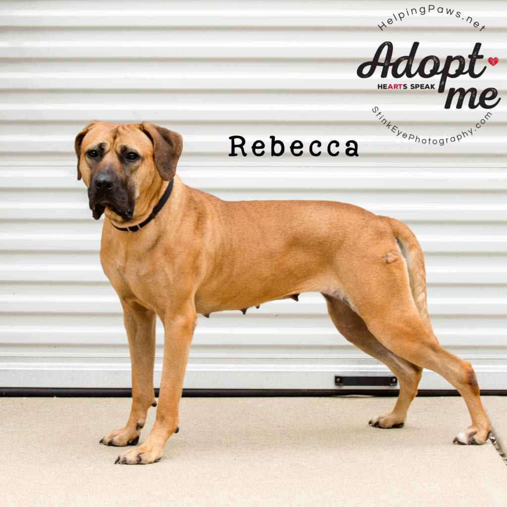 The Woodstock Independent: Helping Paws Pet of the Week