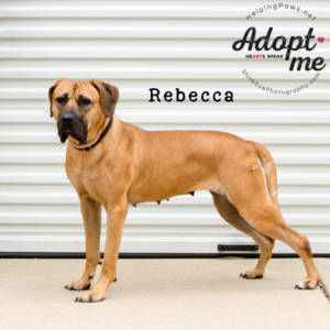 The Woodstock Independent: Helping Paws Pet of the Week