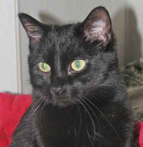 The Woodstock Independent Pet of the Week