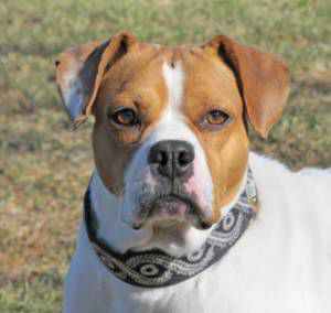 The Woodstock Independent's Pet of the Week: Maple