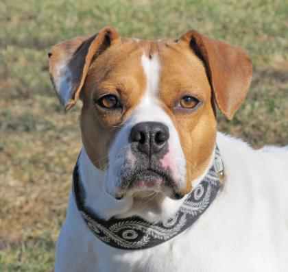 The Woodstock Independent's Pet of the Week: Maple