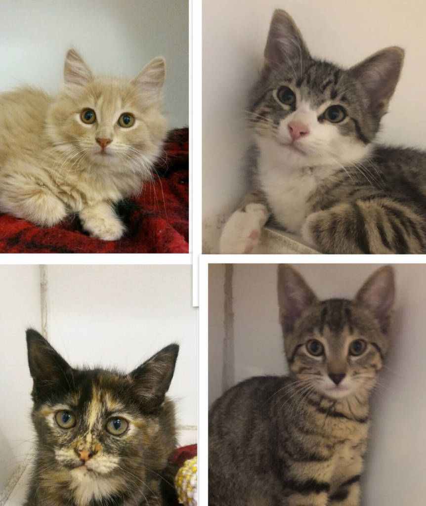 The Woodstock Independent's Pet of the Week