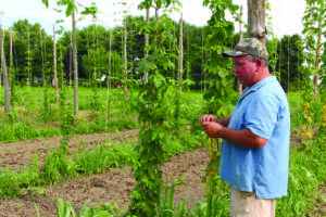 The Woodstock Independent Machete Hops
