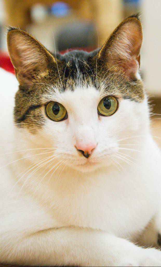 The Woodstock Independent Pet of the Week