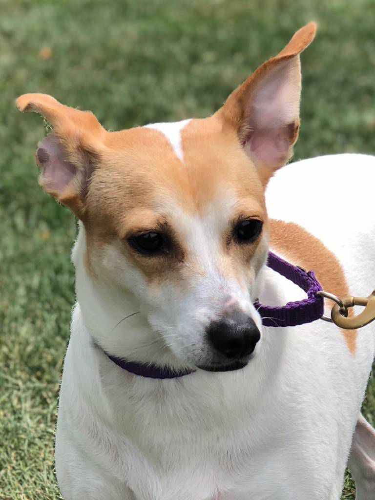 The Woodstock Independents Pet of the Week, Olivia