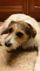 The Woodstock Independent Rory