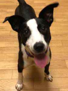 The Woodstock Independents Pet of the Week at Helping Paws in Woodstock