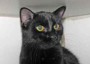 The Woodstock Independent Pet of the Week at Helping Paws