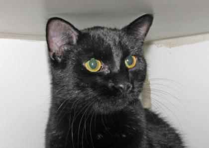 The Woodstock Independent Pet of the Week at Helping Paws