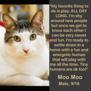 The Woodstock Independent Pet of the Week MooMoo