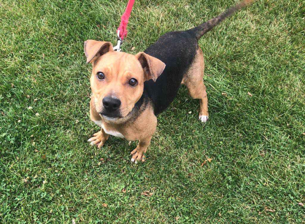 The Woodstock Independent's Pet Of The Week