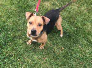 The Woodstock Independent's Pet Of The Week