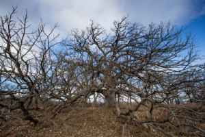 The Woodstock Independent Wolf Oak