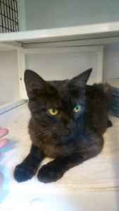 The Woodstock Independent Pet of the Week, Coco's Almond Loco