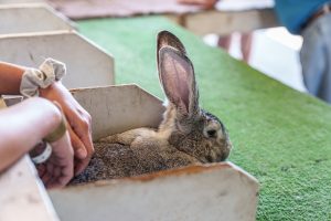 Emily_Caldwell with Alice a flemish giant