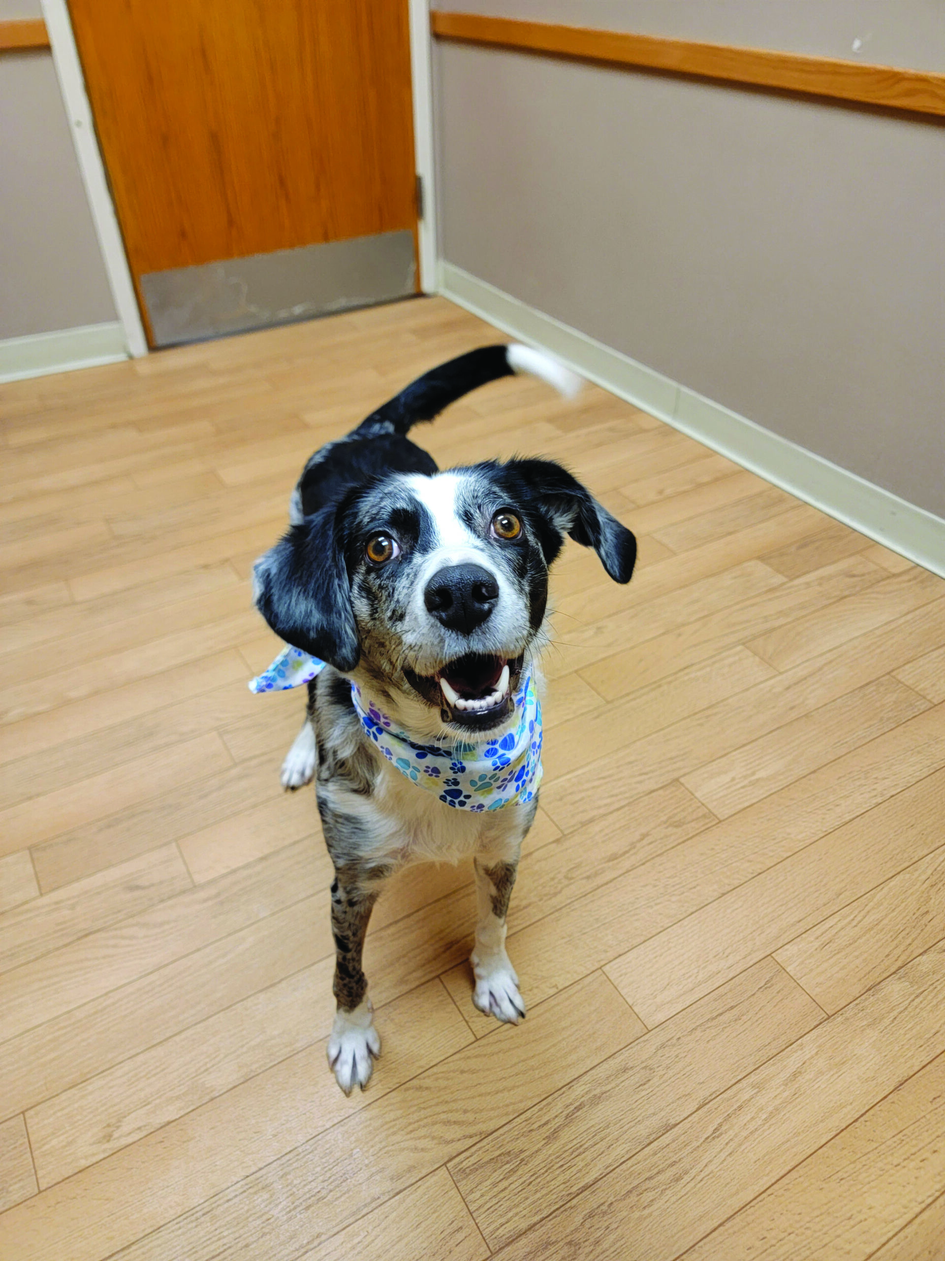 The Woodstock Independent's Pet of the Week The Woodstock Independent