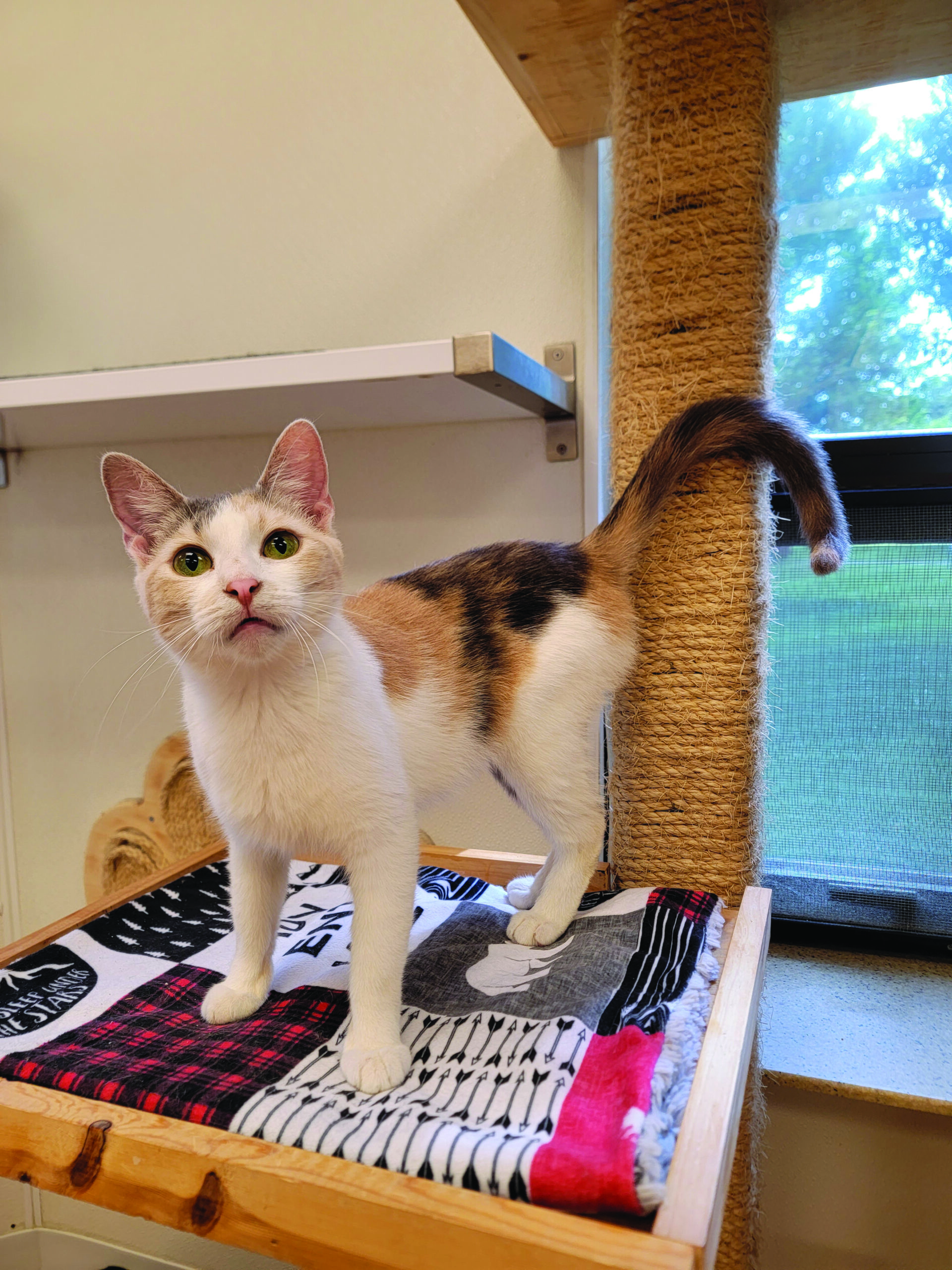 The Woodstock Independent's Pet of the Week The Woodstock Independent