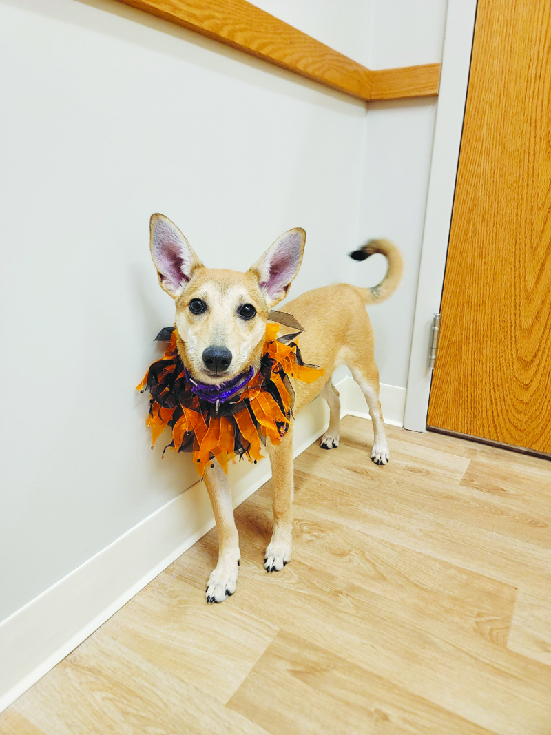 The Woodstock Independent's Pet of the Week The Woodstock Independent